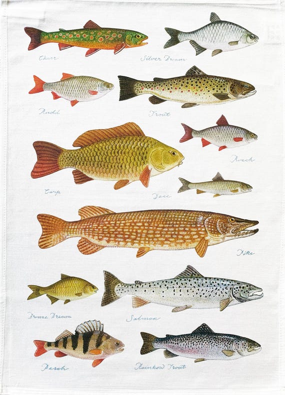 Freshwater Fishes large cotton tea towel