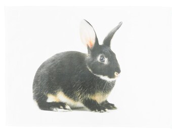The Little Grey Bunny - Large Cotton Tea Towel