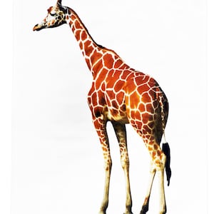 Classic Giraffe on Large Cotton Tea Towel