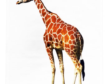 Classic Giraffe on Large Cotton Tea Towel