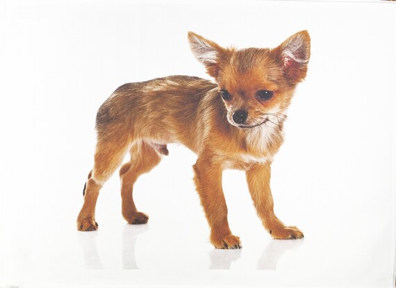 The Chihuahua Dog Large Cotton Tea Towel with crisp and clear image