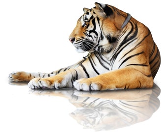 The Sitting Tiger - Large Cotton Tea Towel By Half a Donkey