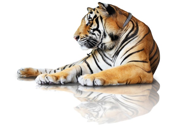 The Sitting Tiger - Large Cotton Tea Towel By Half a Donkey