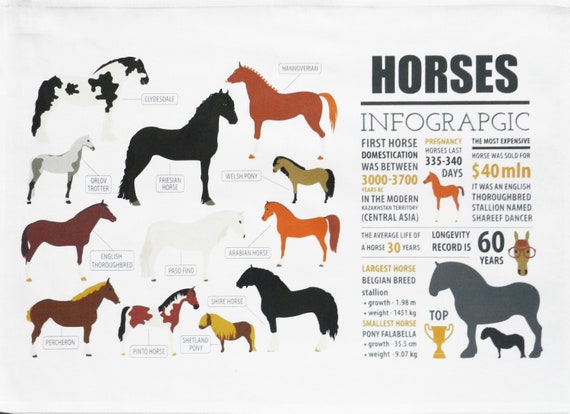 Horse Infographic - Large Cotton Tea Towel