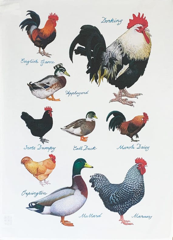 Ducks and Hens Large Cotton Tea Towel