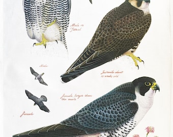 Peregrines large cotton Tea Towel