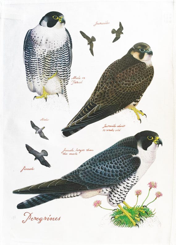 Peregrines large cotton Tea Towel