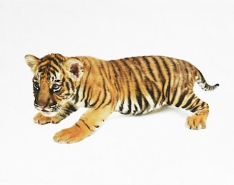 The Baby Bengal Tiger Cub - Large Cotton Tea Towel