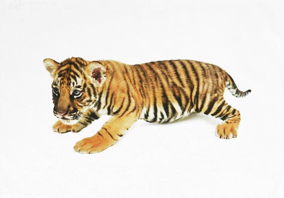 The Baby Bengal Tiger Cub - Large Cotton Tea Towel