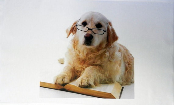 Golden Retreiver Reading a book Large Cotton Tea Towel