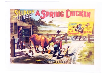 A Spring Chicken - Retro Style Theatre Poster Style Large Cotton Tea Towel