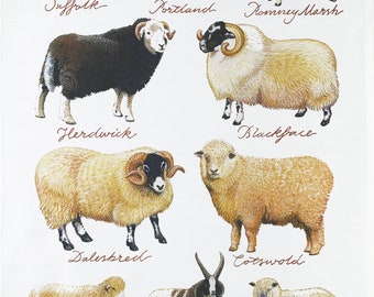 Collection of Hand Drawn Sheep  Large Cotton Tea Towel