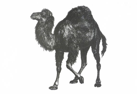 The Retro Style Camel - Large Cotton Tea Towel