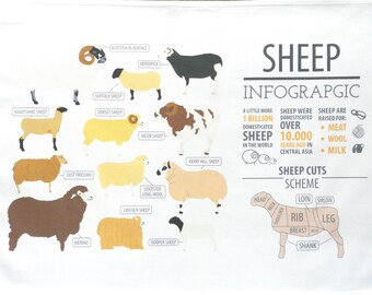 Sheep Infographic - Large Cotton Tea Towel