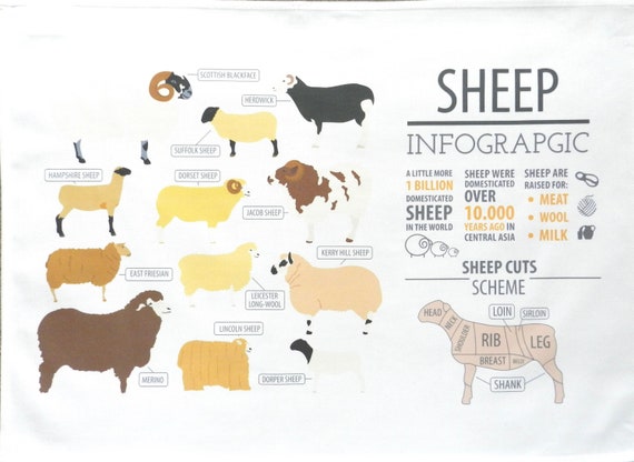 Sheep Infographic - Large Cotton Tea Towel