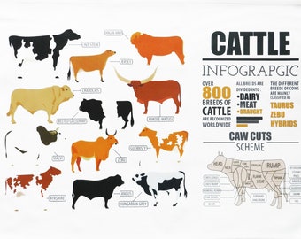 Cattle Infographic Large Tea Towel