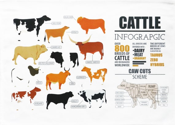 Cattle Infographic Large Tea Towel
