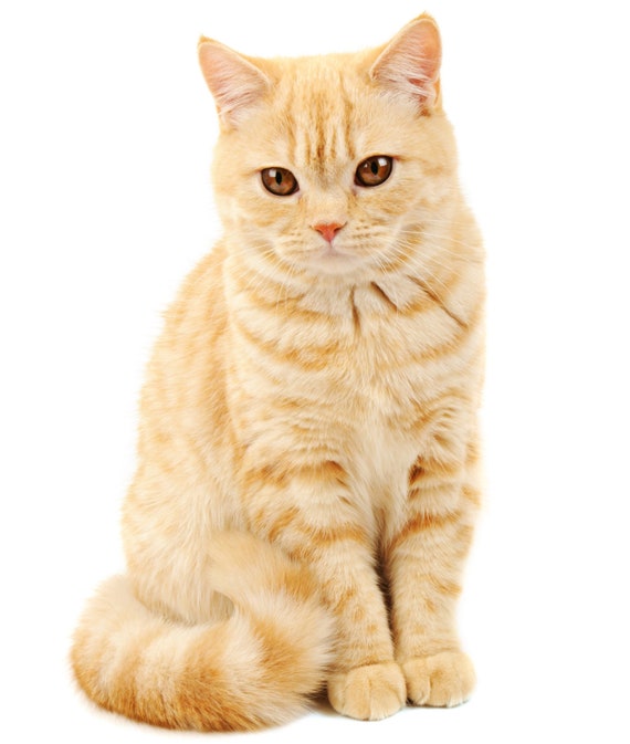 Ginger Kitten - Large Cotton Tea Towel