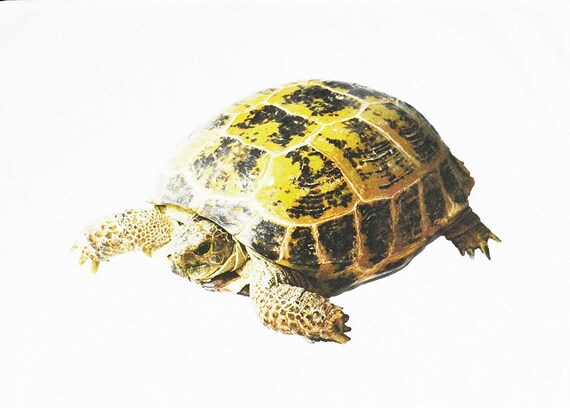 The Big Tortoise - Large Cotton Tea Towel