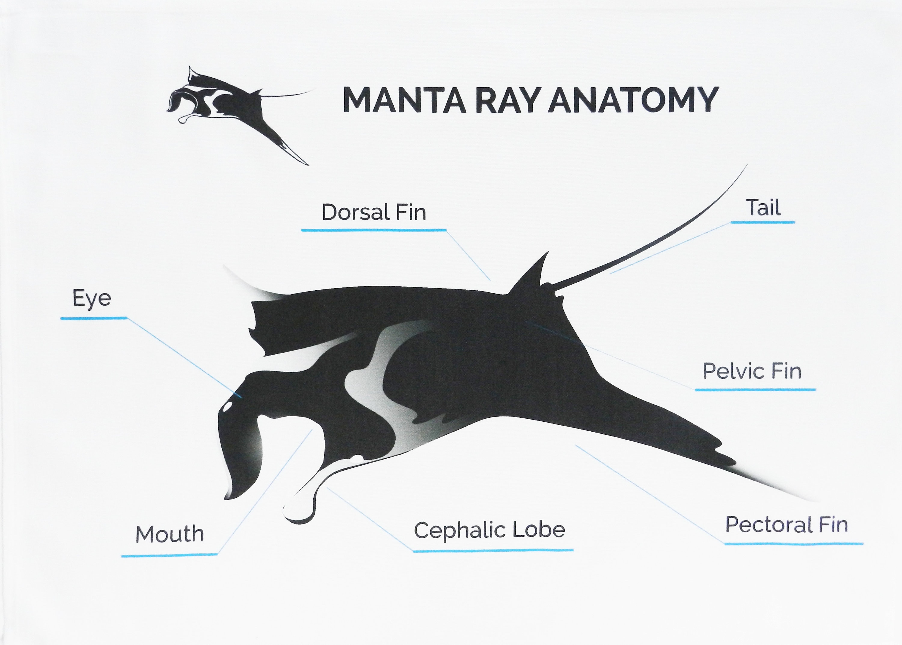 The Complete Manta Ray Anatomy Diagram: You Need To See This! - mrwg4yu