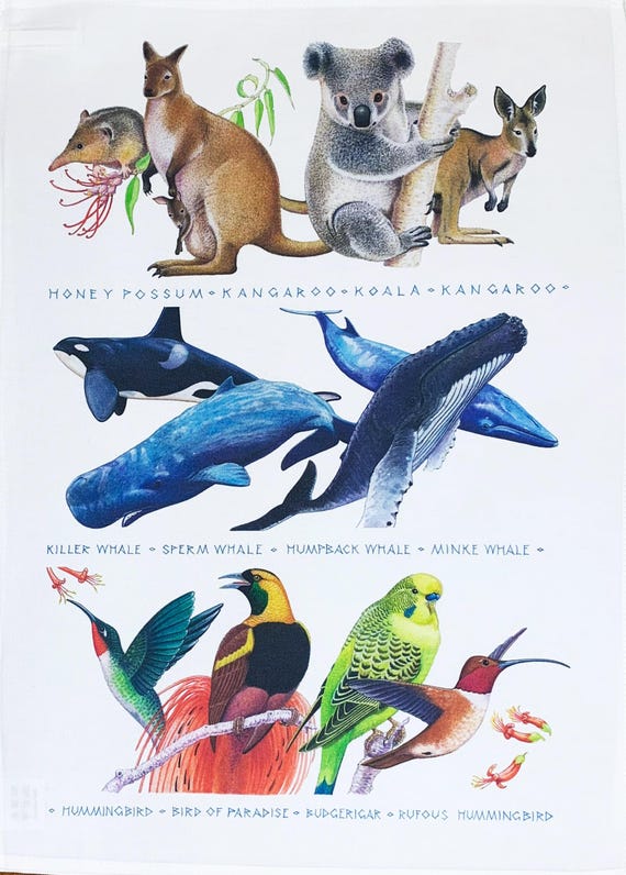 Native Animals of Australia and the Tropics large cotton tea towel