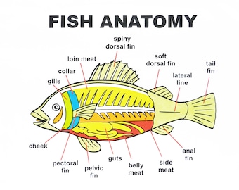Anatomy of a Fish Tea Towel