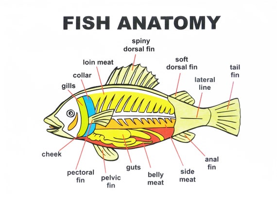 Anatomy of a Fish Tea Towel