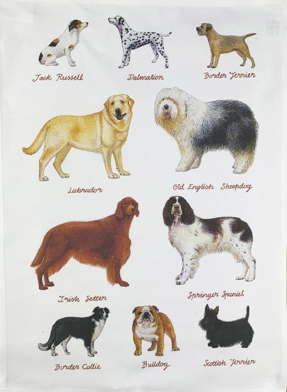 Hand Drawn Classic Dog Breeds Large Cotton Tea Towel