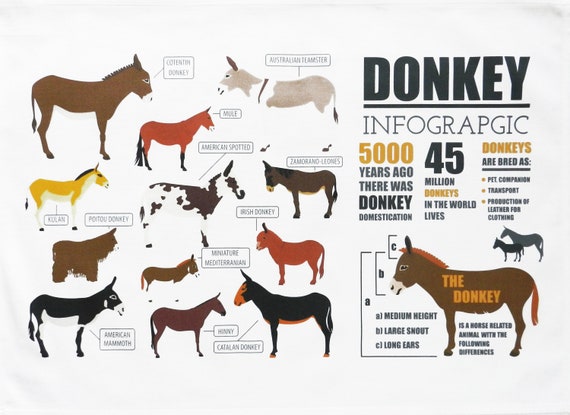 Donkey Infographic Large Cotton Tea Towel