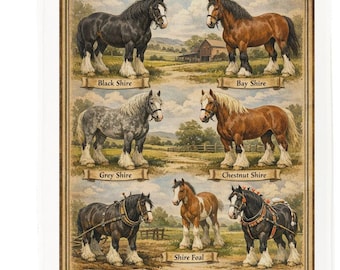 Types of Shire Horses Cotton Tea Towel , assorted designs