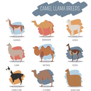 Camel and Llama Breeds - Large Cotton Tea Towel