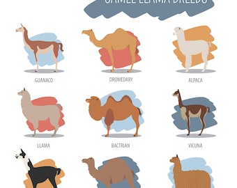 Camel and Llama Breeds - Large Cotton Tea Towel