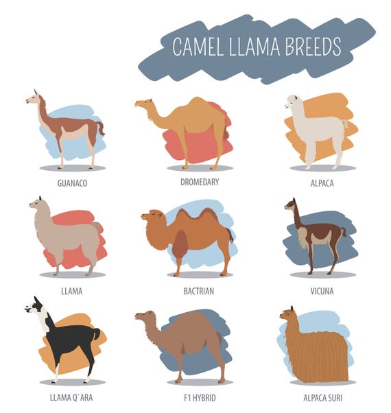 Camel and Llama Breeds - Large Cotton Tea Towel