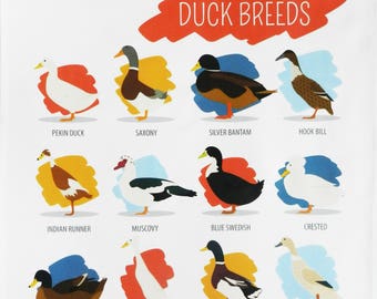 Breeds of Duck - Large Cotton Tea Towel