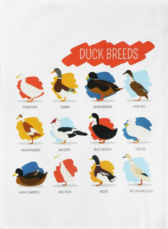 Breeds of Duck - Large Cotton Tea Towel