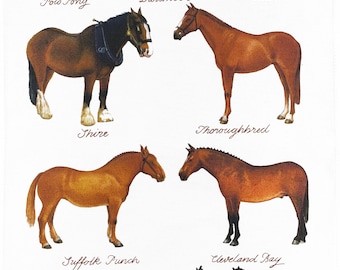 Hand Drawn Collection of Horse Breeds Large Cotton Tea Towel