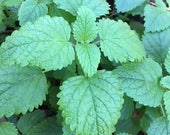 Organic Lemon Balm Starter Plant Live Plant