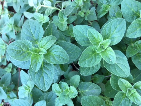 Fresh Organic Oregano Starter Plant Live Plant