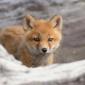 May include: A close-up of a red fox kit peeking out from behind a rock. The fox has bright, curious eyes and a soft, orange-brown coat.