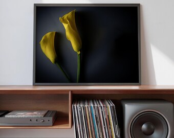Estampado de lirio cala amarillo – Arte mural floral con un toque melancólico, fotografía botánica, fotografía artística.
