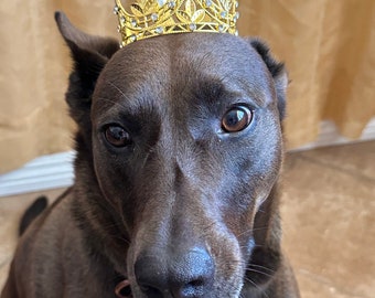 Gold Pet Birthday Crown: for Pets, Dogs Birthday, Cat's, Puppy