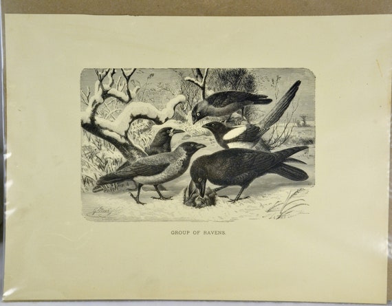 Ravens Wood Engraved Print 10s Animate Creation Antique Etsy Singapore Ravens Wood Engraved Print 10s Animate Creation Antique Etsy Singapore