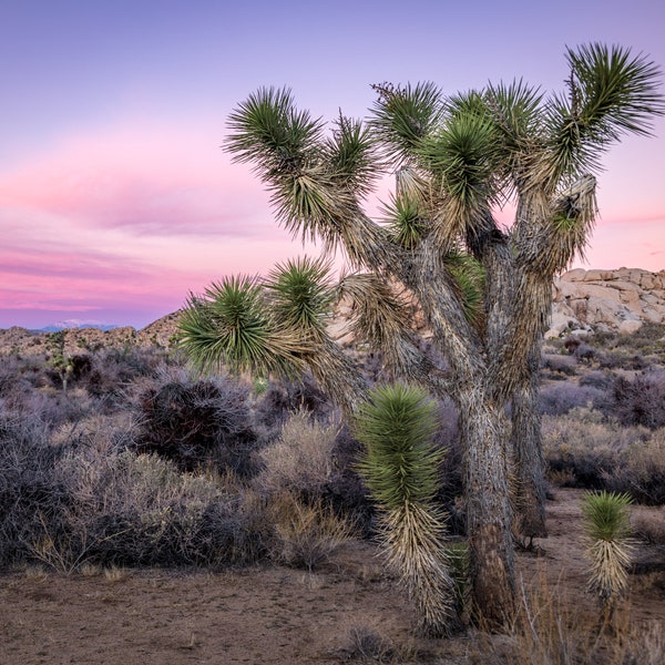 Joshua Tree National Park Sunrise Desert Landscape Morning Pink Sky Photography