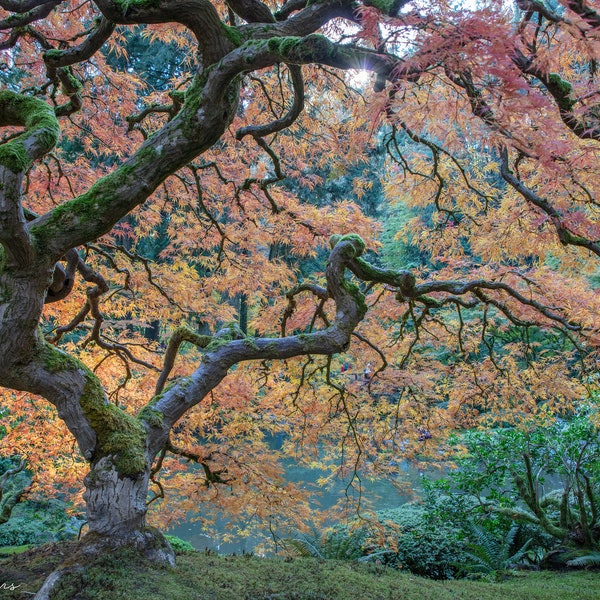 Beautiful Maple Tree Japanese Gardens Portland