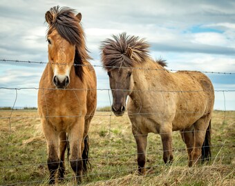 Iceland Travel Photography Icelandic Horse Nature Photo Equine