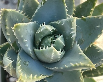 Aloe brevifolia 3” LIVE PLANT