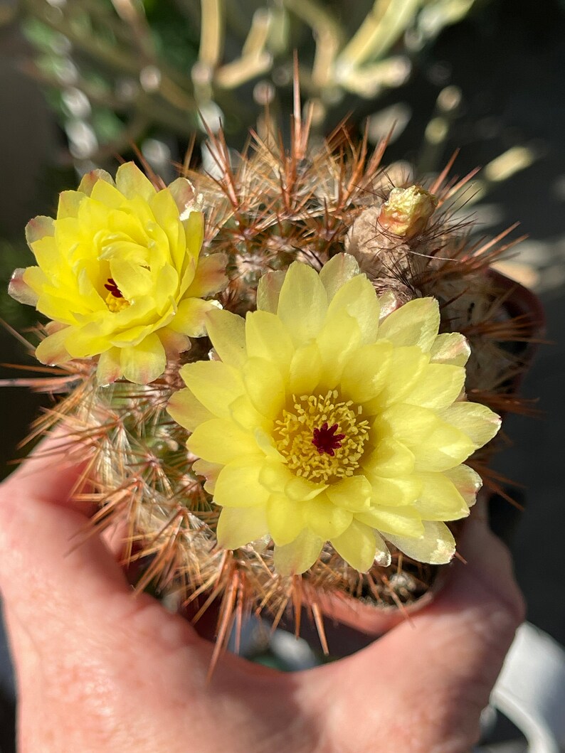 Notocactus schlosseri Cactus 4 LIVE PLANT seed grown image 1