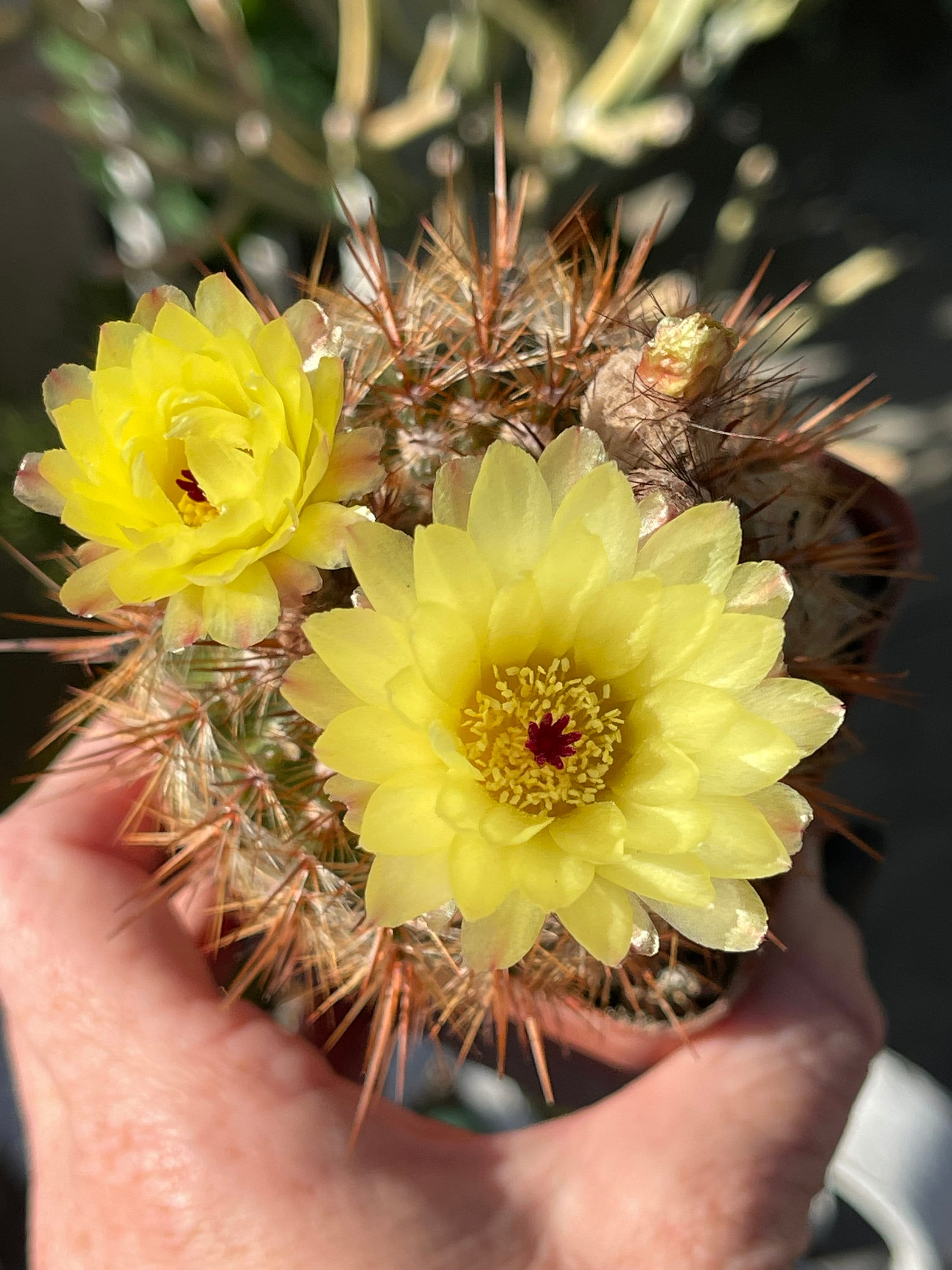 Notocactus Schlosseri Cactus 4 LIVE PLANT Seed Grown! - Etsy