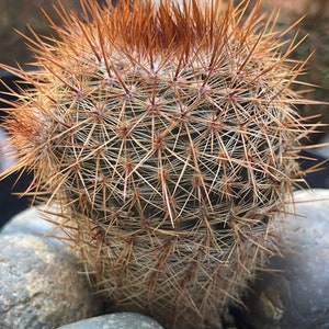 Notocactus schlosseri Cactus 4 LIVE PLANT seed grown image 2
