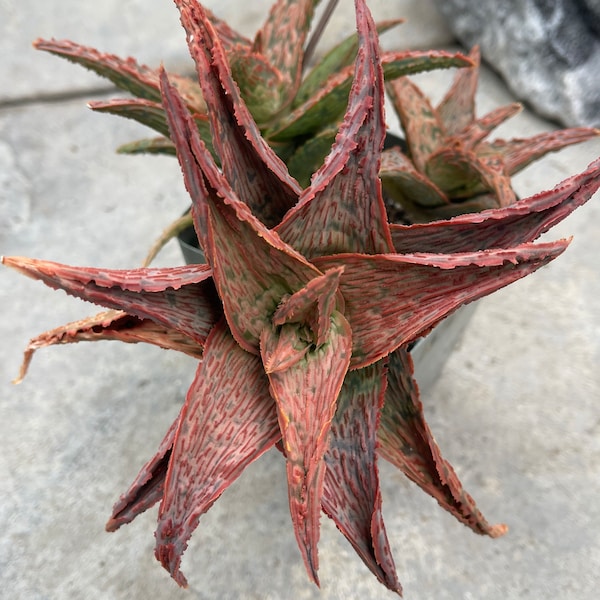 Aloe pink blush 4” and 3” Kelly Griffin LIVE PLANT